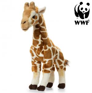 Giraff - WWF (Världsnaturfonden)